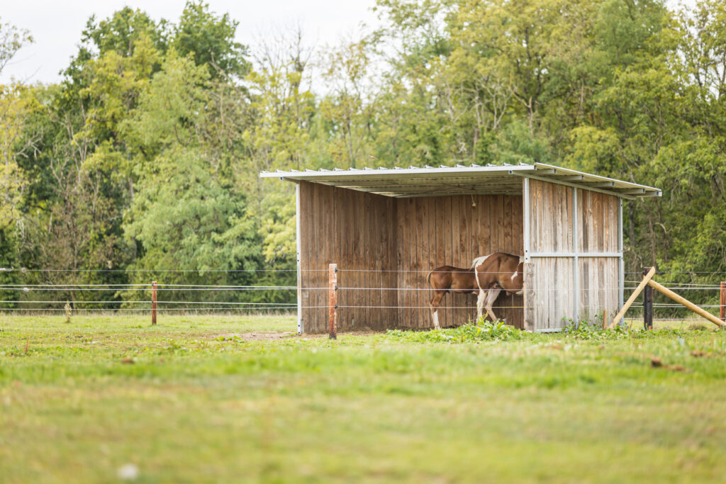 Paddocks individuels ou collectifs avec abris